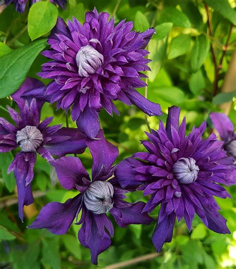 Repeat Flowering Double Clematis Plants - Richard Jackson Garden