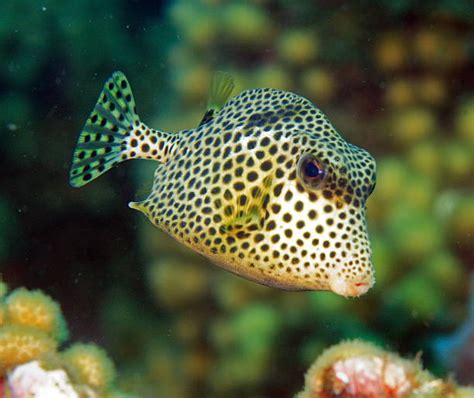 Caribbean Trunkfish Stock Photos, Pictures & Royalty-Free Images - iStock