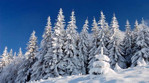 Snow Covered Spruce Trees In Snow Field Under Blue Sky HD Winter ...