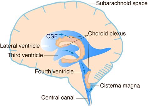 The Choroid Plexus and Cerebrospinal Fluid: Emerging Roles in ...