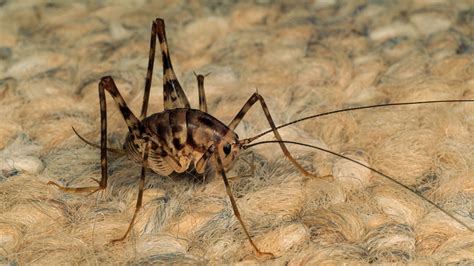 Spider Crickets: What Are They And How Do You Get Them Out Of Your House?