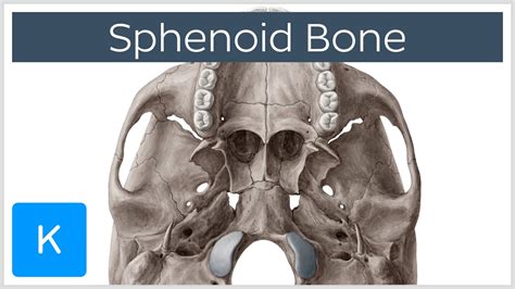 Sphenoid Bone Anatomy