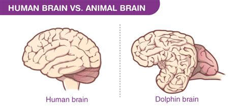 Major Difference Between Human and Animal Brain