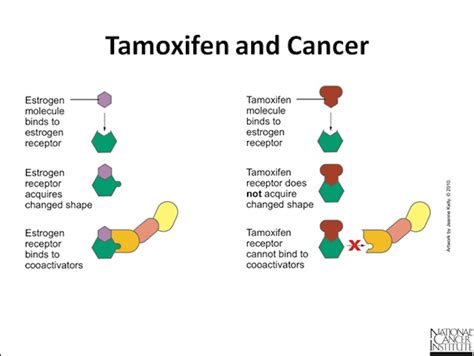 My Breast Cancer Journey. : Tamoxifen and Zoladex