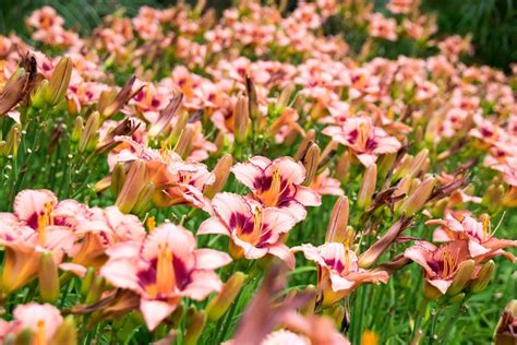 How To Divide Daylilies – Tips For Separating Daylily Plants In The Garden