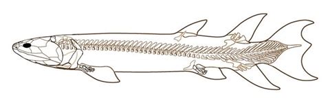 Eusthenopteron fordii skeleton