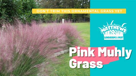 Pink Muhly Grass | Matthews Landscape & Pest