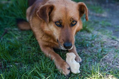 Cur Dogs - Distinctively American Canines