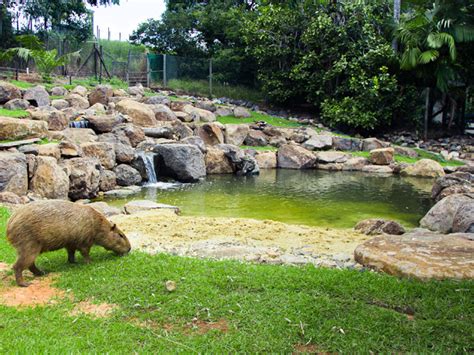 Contractor Training Experience at New Capybara Enclosure - Project | ODS