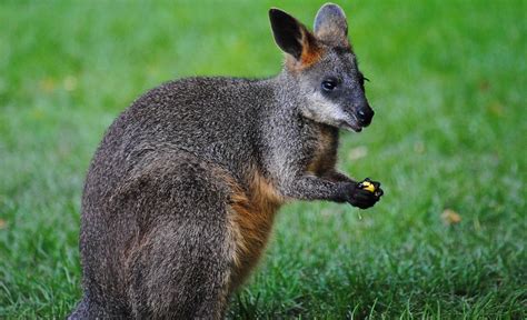 Wallaby - Is It Different From The Kangaroo?