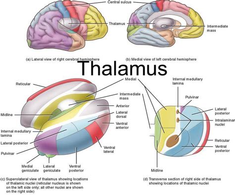 Figure 2.2 from Fast Automatic Segmentation of Thalamic Nuclei ...