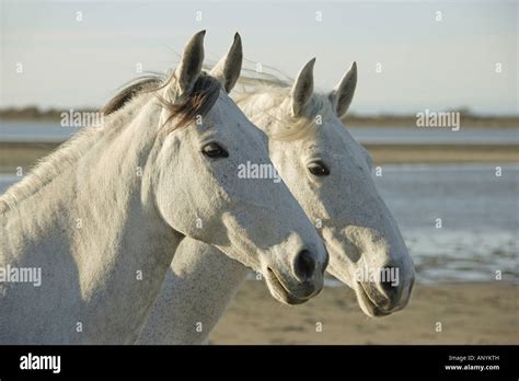 two Iberian horses - portrait Stock Photo - Alamy