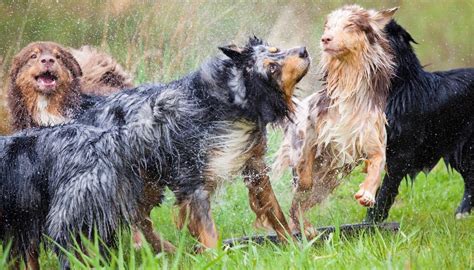 Do Australian Shepherds Shed | Australian Shepherd Shedding