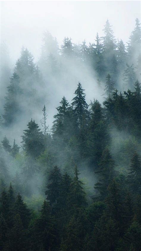 720P Free download | Misty Forest, Dark Foggy Forest HD phone wallpaper ...