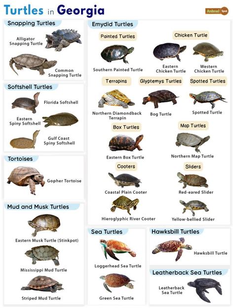 List of Turtles Found in Georgia (With Pictures)