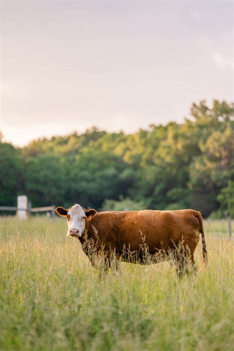 Grass-fed beef - Triple Oaks Farm LLC