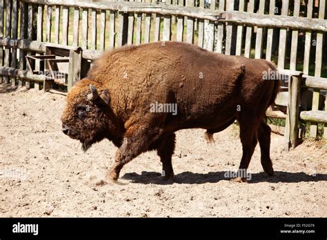 Bison, conservation area Stock Photo - Alamy