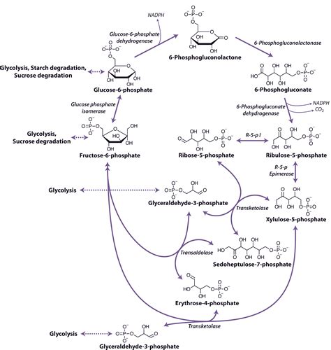 Pentose Phosphate Pathway And Glycolysis