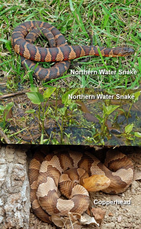 Creature Feature: Northern Water Snake - Raritan Headwaters