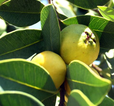 Lemon Guava tree care - TastyLandscapeTastyLandscape