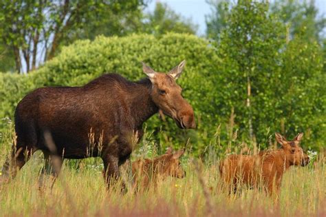 Nearly 30 Years After Chernobyl Disaster, Wildlife Returns to the Area ...