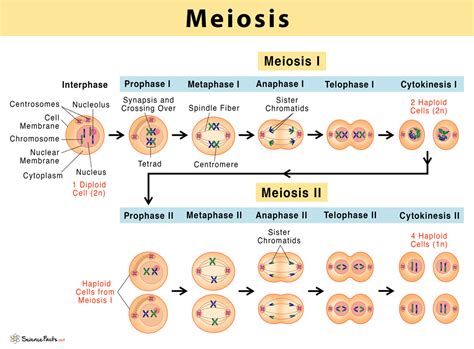 Meiosis Stages