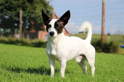 Jack Russell Chihuahua Mix: Is This Tenacious Terrier The Dog For You ...