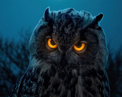 1280x1024 Owl Glowing Eyes Wallpaper,1280x1024 Resolution HD 4k ...