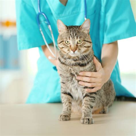 Healing and Rehabilitation: Supporting Cats After Declawing Surgery ...