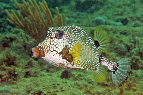 Cool Critters — Smooth trunkfish (Lactophrys triqueter) The...