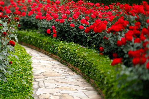 Red Rose Garden | Services & Facilities | Hotel New Otani Tokyo