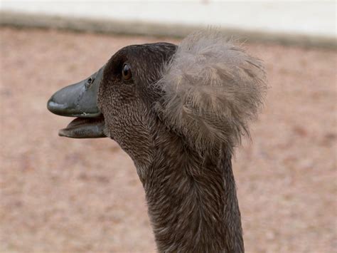 Afro Duck | The ducks down in Texas have WAY cooler hair tha… | Flickr