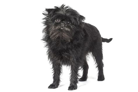 Affenpinscher - Full Profile, History, and Care