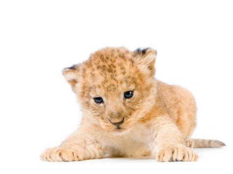 cute lion cubs - Lion cubs Photo (36139511) - Fanpop