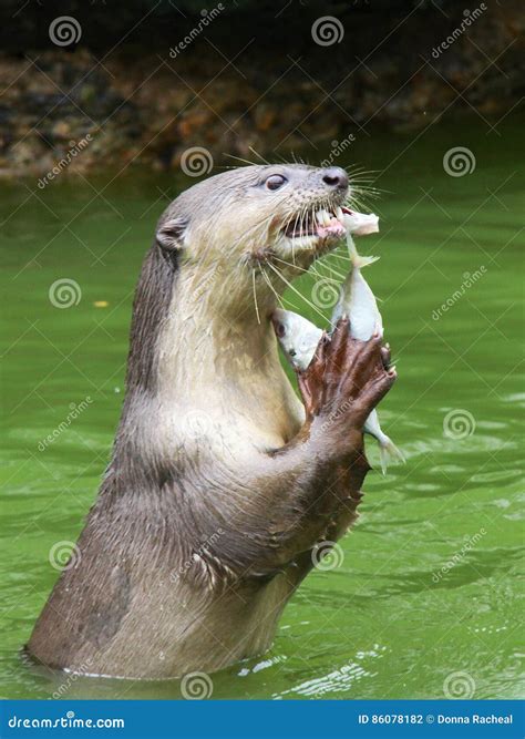 Otter eating fish stock photo. Image of teeth, marine - 86078182