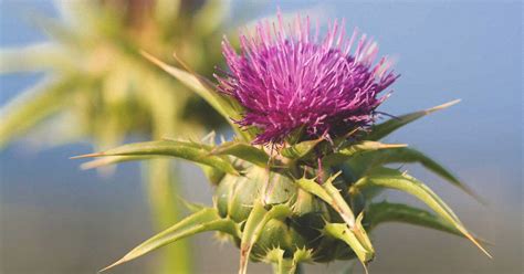 7 Science-Based Benefits of Milk Thistle