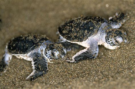 Green Sea Turtle Hatchlings Photograph by M. Watson - Fine Art America