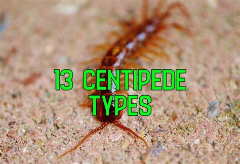 Centipede Identification Chart