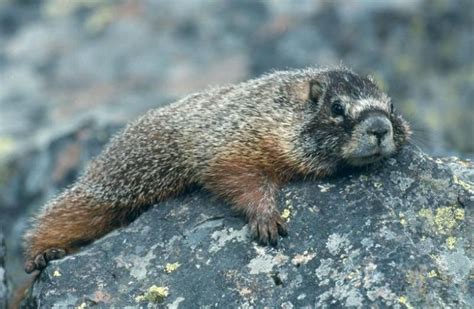 The Yellow-Bellied Marmot On Wild About Utah【2020】 | ペット, リス, ねこ