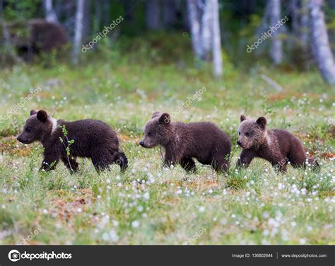 Three bear cubs walking — Stock Photo © LuaAr #136802644