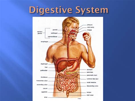 PPT - Digestive System PowerPoint Presentation, free download - ID:1922176