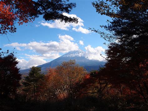 Aokigahara: Japan's Haunted Suicide Forest