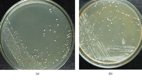 Table 2 from Isolation and Identification of Lactic Acid Bacteria from ...