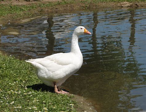 Are Geese Right For My Farm? - Hobby Farms