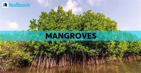 Mangroves In India: Know Importance, Characteristics Of Mangroves