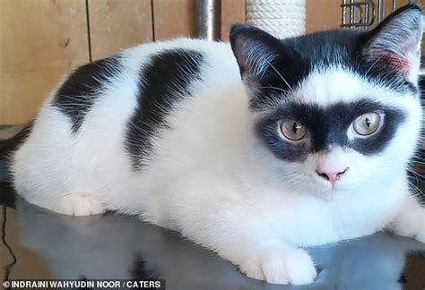 Kitten who looks like masked hero Zorro goes viral - Worldlifestylenews.com