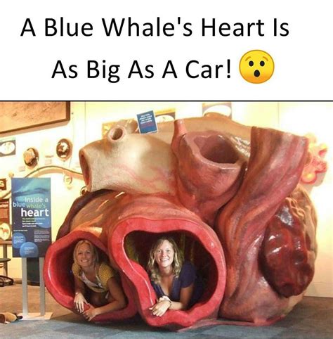 Pin by 𝓐𝓷𝓴𝓲𝓽𝓪 on Me | Blue whale heart, Whale facts, Blue whale