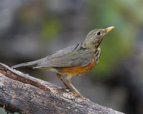 Black-breasted thrush (Turdus dissimilis)