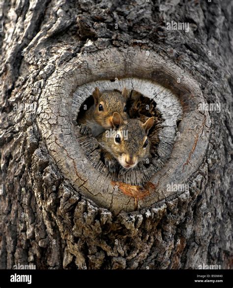 Squirrel Nest In Tree : Friends of ARC - The ARC - Animal ...