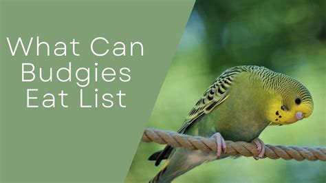 What Can Budgies Eat List? | Budgie Fly